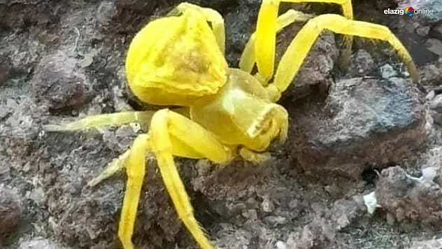 Çiçeklerin Rengine Bürünüp Avlanıyor: Nadir Tür Elazığ'da Görüldü!