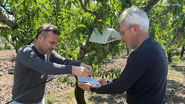 Elazığ'da Tarımda Sürdürülebilirlik: Şeftali Güvesine Feromon Tuzaklarıyla Mücadele!
