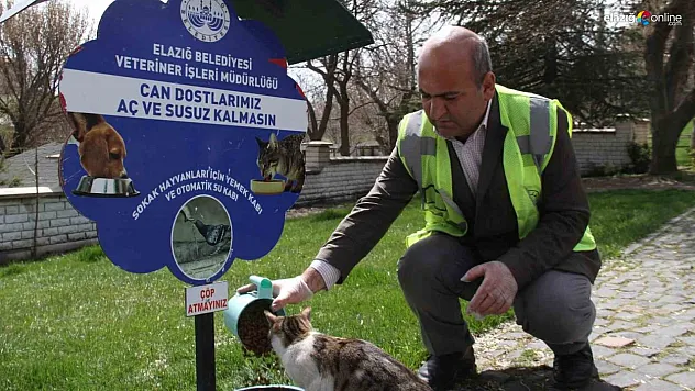 Elazığ'da sokak hayvanları unutulmadı