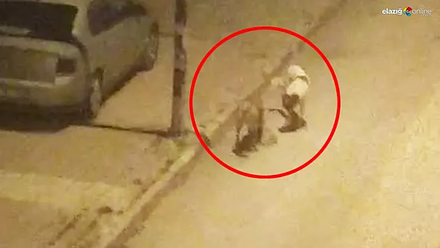 Elazığ'da sokak köpeği faciası!
