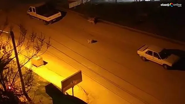 Elazığ'da Başıboş Köpek Dehşeti! Küçük Çocuğun Kaçış Anları Kamerada!