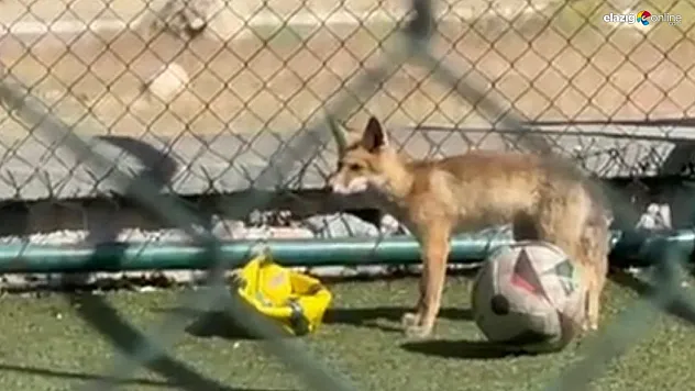 Tilkinin imdadına site sakinleri yetişti!