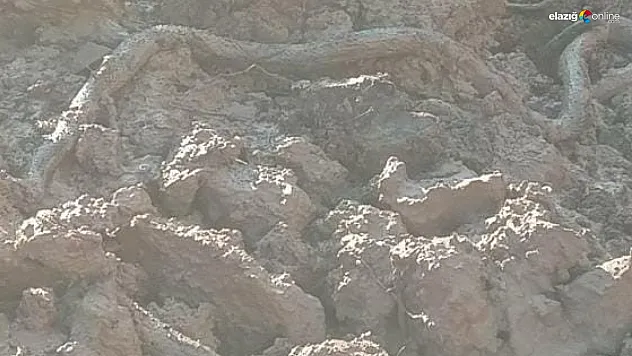 Sivrice'de dev yılan paniğe neden oldu!