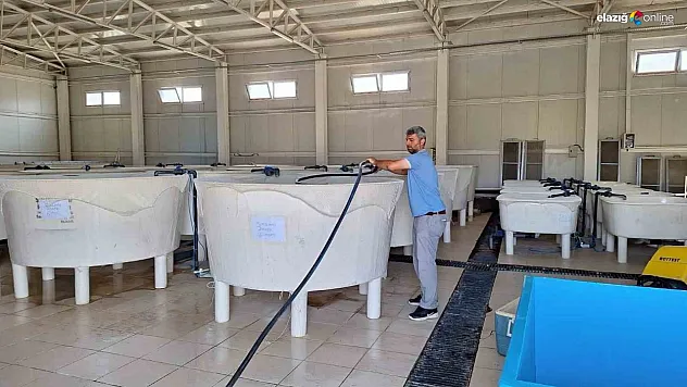 Balık üretim çalışmaları sürüyor