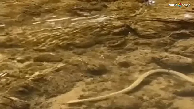 Su Yılanı Balık Peşinde!