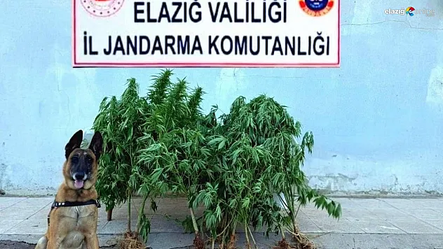 Palu'da Uyuşturucu Operasyonu: 40 Kök Kenevir, 2 Gram Esrar Ele Geçirildi!