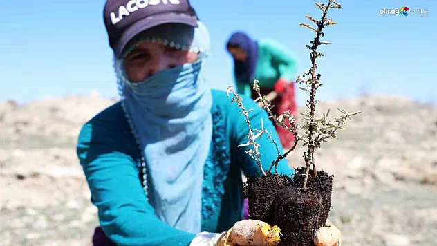 Elazığ Tarım ve Orman İl Müdürlüğü'nden bir ilk!
