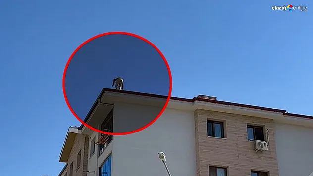 Elazığ'da Tedbirsiz Çatı Çalışması Yürekleri Ağza Getirdi!