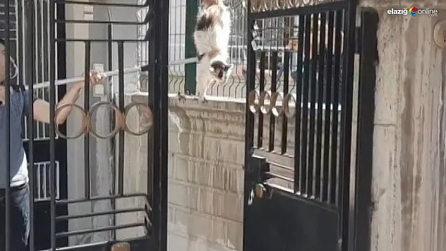 Elazığ'da tellere sıkışan kedi itfaiye tarafından kurtarıldı