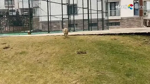 Elazığ'da tilki şehre indi, site bahçesinde gezdi