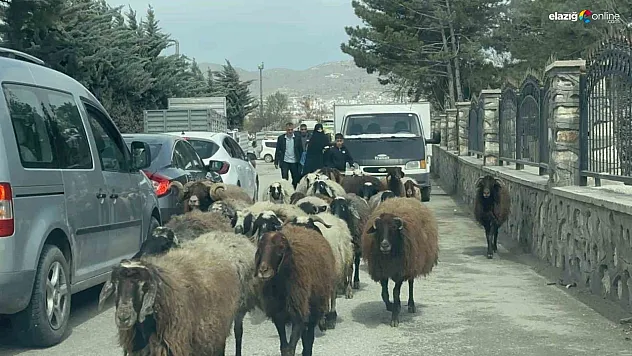 Elazığ'da Trafikte İlginç Anlar! Bir Anda Yola Çıkan Koyun Sürüsü Trafiği Felç Etti!