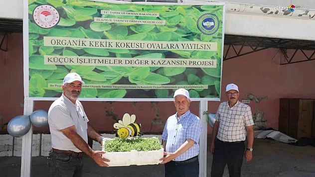 Elazığ'daki üreticilere 30 bin kekik fidesi