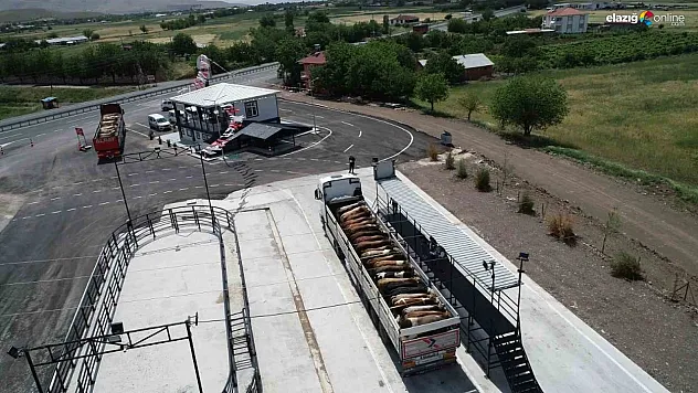 Usulsüz hayvan sevkiyatına ceza!