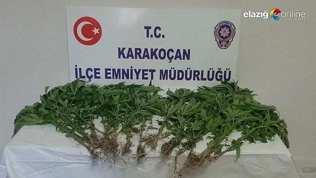 Karakoçan'da hint keneviri ele geçirildi