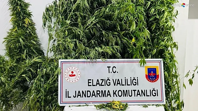 Elazığ Yurtbaşı'nda Uyuşturucu Baskını: Evde Sera Kurmuşlar!
