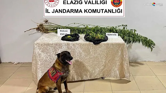 Elazığ'da Uyuşturucu Baskını: Kenevir Toplarken Yakalanandılar!