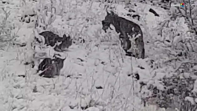 Anne vaşak ve yavruları ziyafet sofrasında görüntülendi