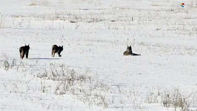Kırmızı listede yer alıyorlardı! Karakoçan'da görüntülendi: İşte vaşakların kar keyfi
