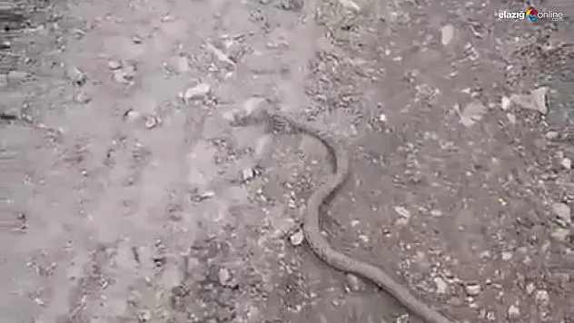 Geriye yılanla gülümseten diyaloğu kaldı!