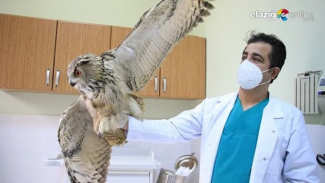 Elazığ'da vatandaşların bulduğu 'Kulaklı Orman Baykuşu' tedavi altına alındı