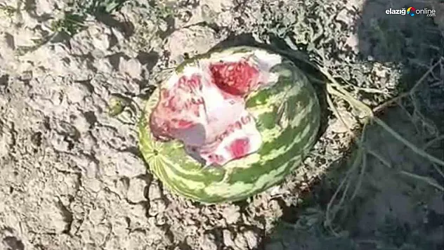Elazığ Baskil'de Tarım Alarmı! Yaban Domuzları Karpuzları Telef Etti!