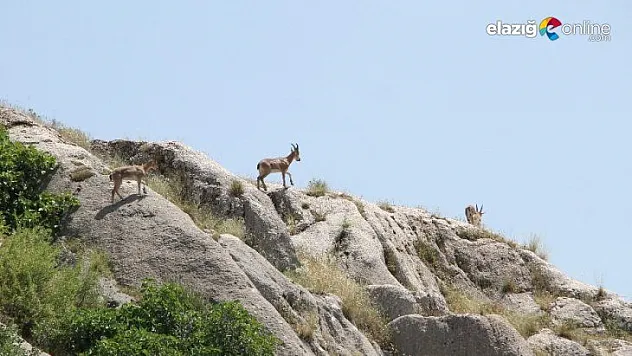 Elazığ'da yaban keçileri, Harput'a kadar indi