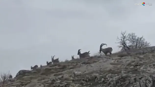 Doğanın sessiz misafirleri tarihi Harput'ta görüntülendi