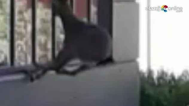 Elazığ'da yaban keçisi, şehir hastanesinin bahçesinde görüntülendi