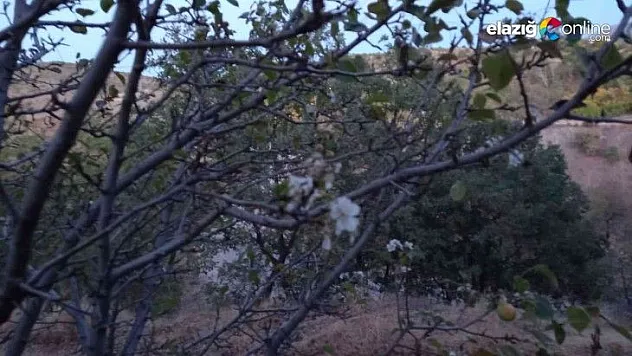 Elazığ'da yalancı bahara aldanan ağaçlar çiçek açtı