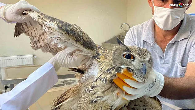 Yaralı baykuş tedavi altına alındı