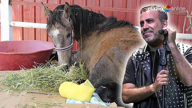 Elazığ'da yaralı halde bulunan taya Haluk Levent sahip çıktı