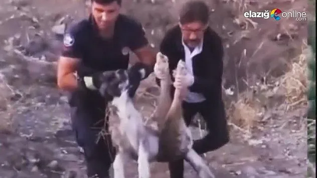 Yaralı halde bulunan köpek itfaiye ekipleri tarafından kurtarıldı