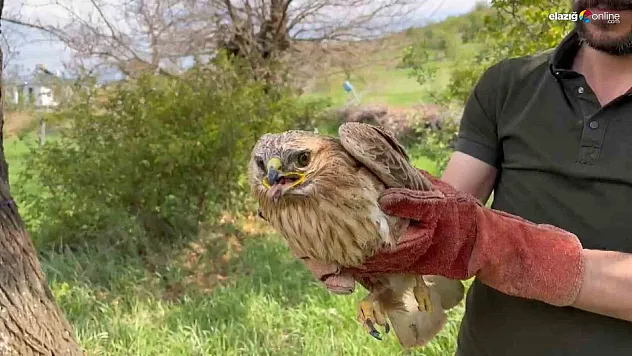Elazığ'da Yaralı Şahin İçin Seferberlik! Yeniden Doğaya Dönecek!