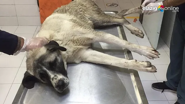 Yaralı köpeğe Fırat Üniversitesi sahip çıktı