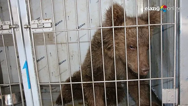 Yaralı yavru ayı, sağlığına kavuştu