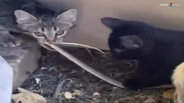 Yavru Kediler Yakaladıkları Yılanla Dakikalarca Oynadı!
