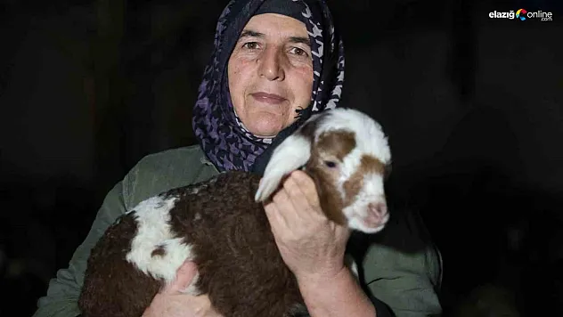 Kuzuların doğmasıyla tatlı bir telaş başladı