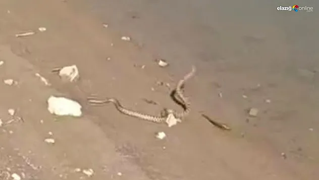 Yılanın balık avı kameralara yansıdı