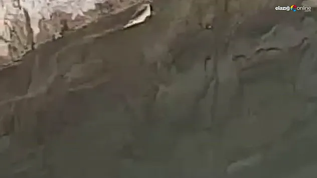 Elazığ Sivrice'de Yılanın Balık Avı Kamerada: Doğanın Nefes Kesen Anları!