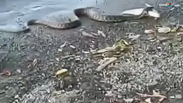 Hazar Gölü'nde Şaşırtan Anlar: Yılan Avladığı Balığı Kıyıya Çekti!
