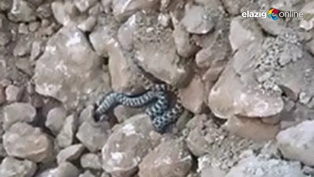 Elazığ'da yılanlar ortaya çıkmaya başladı