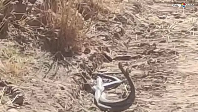 İki yılanın çiftleşme dansı kameralarda!