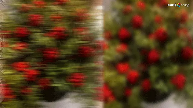 Elazığ'da Yılbaşının Vazgeçilmezi: Kokina Çiçeği Birinci Tercih Oldu!