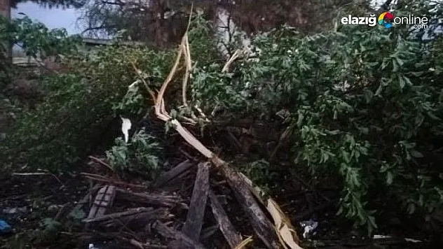 Yıldırımın düştüğü ağaç ikiye ayrıldı