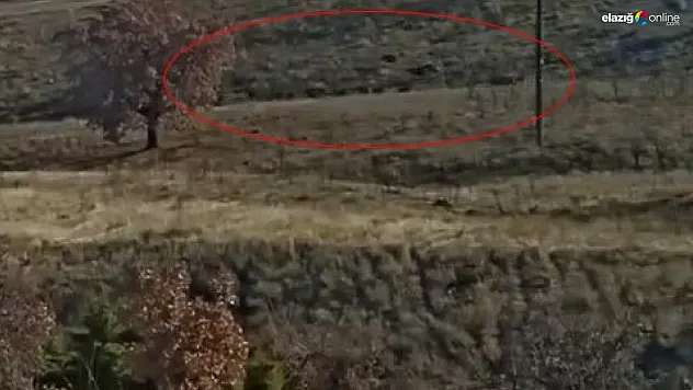 Yiyecek arayan domuz sürüsü kameralara takıldı