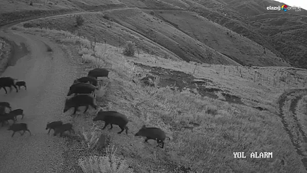 Baskil'de yiyecek arayan domuzlar endişe yarattı!
