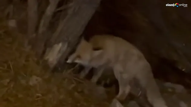 Harput'ta Sürpriz Misafir Cep Telefonu Kamerasına Böyle Yansıdı!