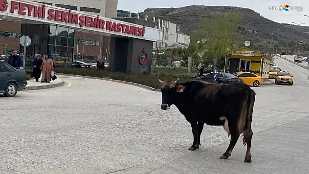 Fethi Sekin Şehir Hastanesi Önünde Sürpriz Misafir! Yolunu Kaybeden İnek Şaşkına Çevirdi!