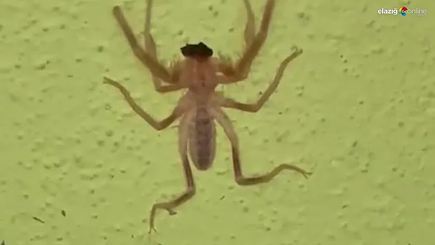 Elazığ'da 13 Santimetrelik Zehirli Sarıkız Örümceği Panik Yarattı!