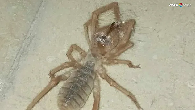 Elazığ'da zehirli örümcek paniği: Akrep ve kertenkele ile besleniyor